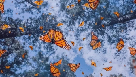 Recorrido de la Mariposa Monarca en Querétaro