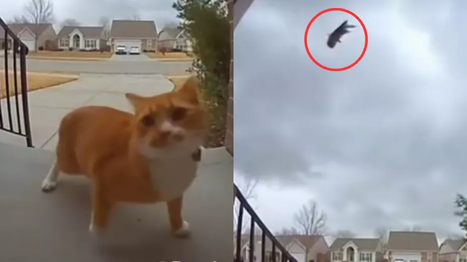 Dramático VIDEO | Fuerte tornado se traga a un gato cuando intentaba entrar a su casa, ¿fueron reales las imágenes?