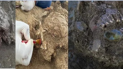 Descubren milenario entierro múltiple en Tamaulipas INAH