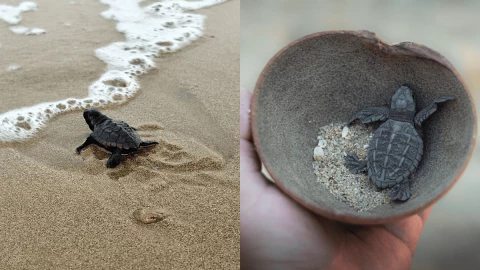 Los mejores 3 Pueblos Mágicos para ver el avistamiento de tortugas, según la IA.png