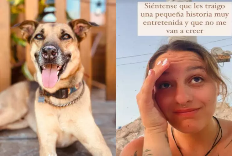 VIRAL: Perrito busca a su dueña y termina cruzando el mar; vive en Holbox