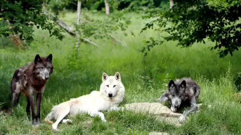 ataques-de-lobos-en-india-van-siete-muertos-en-un-mes