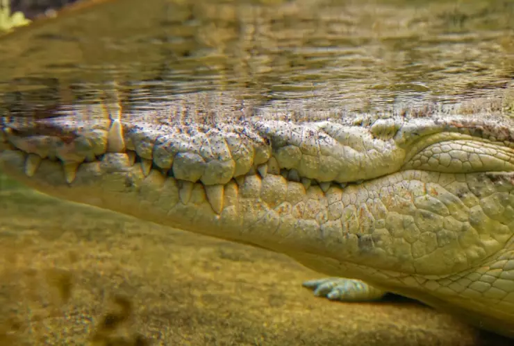 Ataque de cocodrilos en México