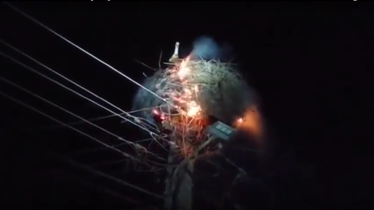 Madre cigüeña se niega a abandonar su nido pese a que las llamas lo devoran