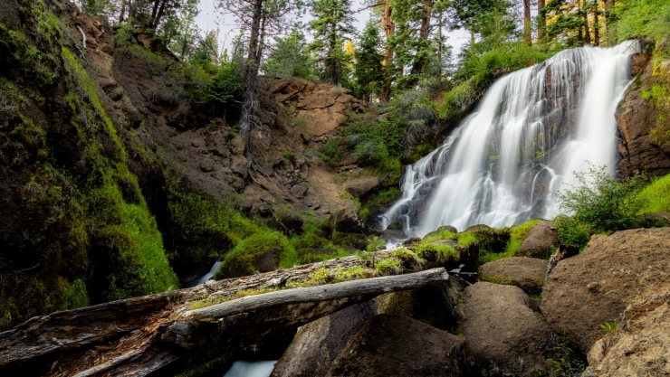 un bosque denso en el condado de Modoc, California.