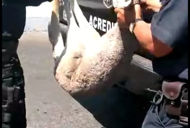 CANGURO ESCAPÓ DEL ECOPARC