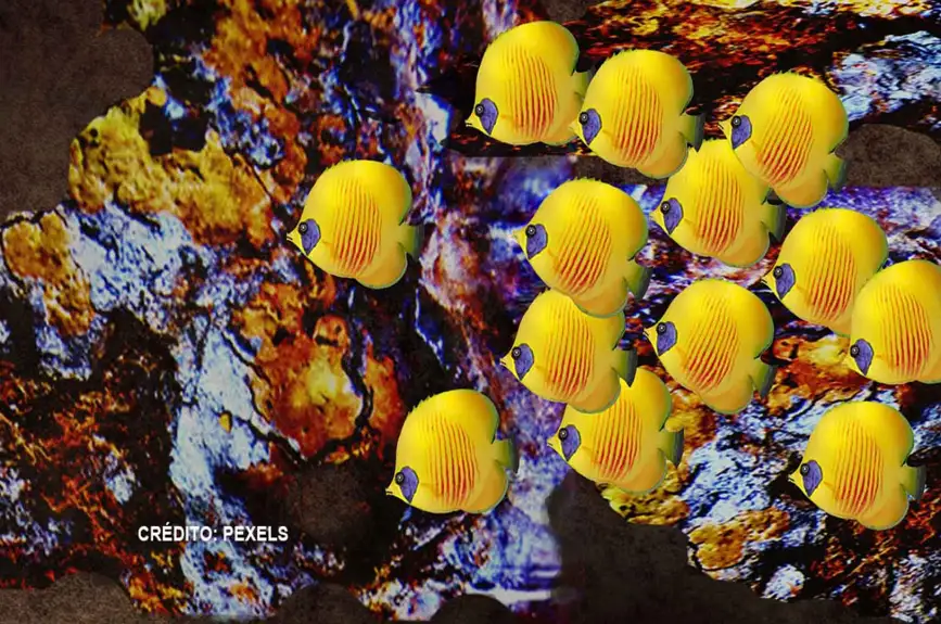 buscando-a-nemo