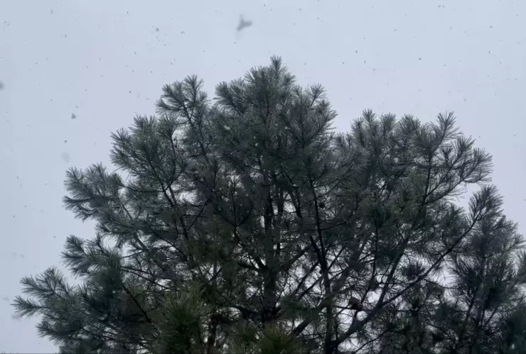 Primera nevada en carretera Mazatlán-Durango
