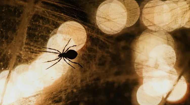 Araña violinista: ¿dónde se esconde y cómo evitar que instale en casa?