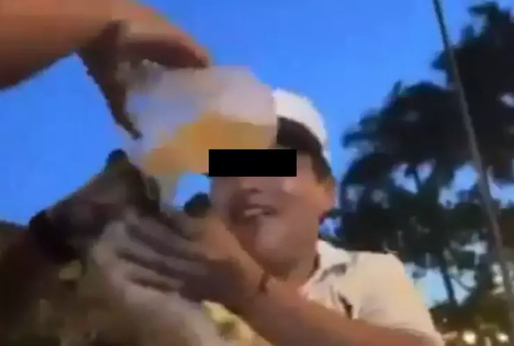 dan alcohol whisky a perrito goliath en yucatán