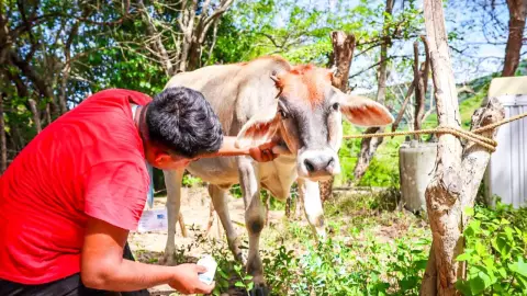 Ganado, gusano barrenador