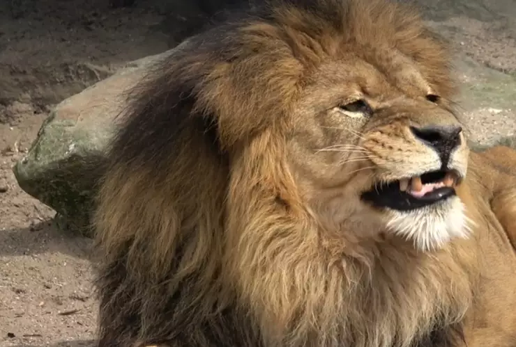 Reportan avistamiento de león adulto en calles de municipio de Tlaxcala