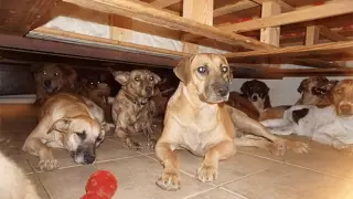 Mujer protege cerca de 100 perros callejeros del huracán ´Dorian´