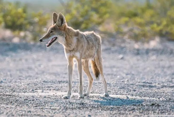 ¿Cómo llegó hasta ahí? Encuentran un coyote colgado con una rata en la boca; estaba en cables eléctricos