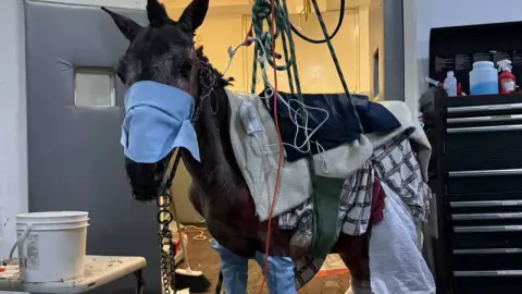 Caballo en incendio de Chiapas