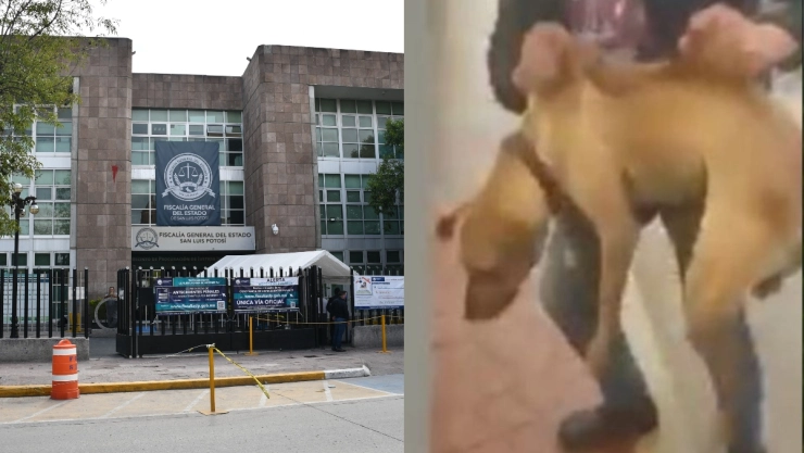 perro San Luis Potosí.jpg