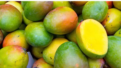 producción de mango en Sinaloa.