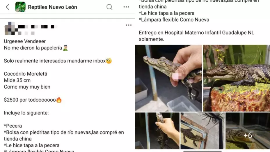 cocodrilo Moreletii en Guadalupe, Nuevo Léon