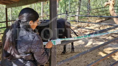 Video viral destapa maltrato animal en Mazamitla Tigres y jaguares entre las víctimas