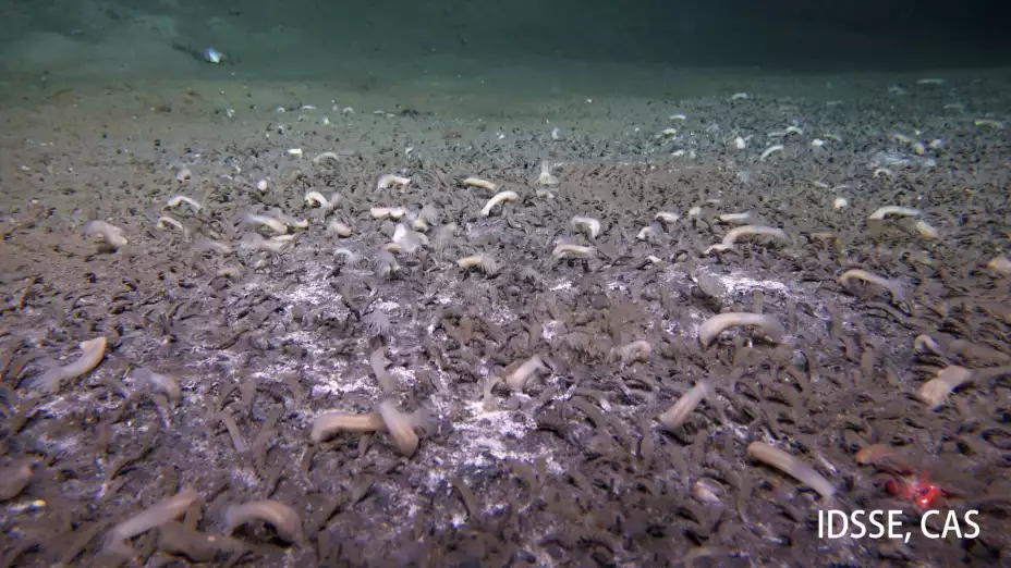 VIDA EN EL FONDO MARINO