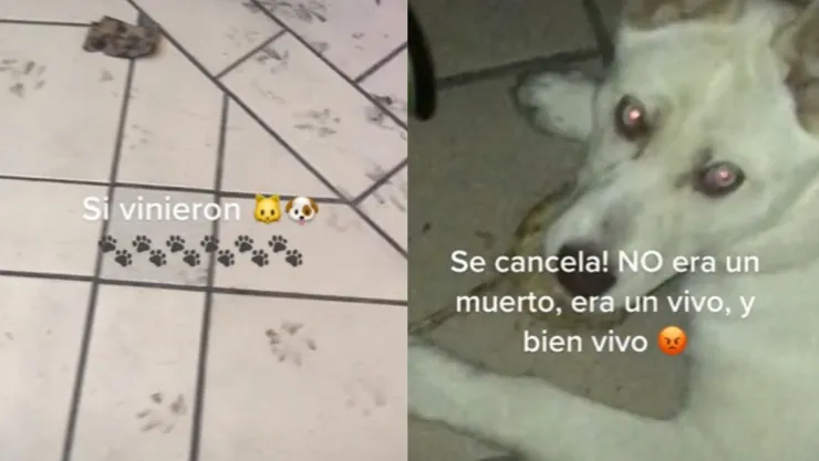 Día de Muertos: Perro sí regresó al altar y se comió la ofrenda