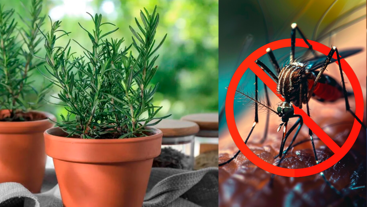 Plantas que ahuyentan a los zancudos y mosquitos ¡Ideales para tenerlas en casa!