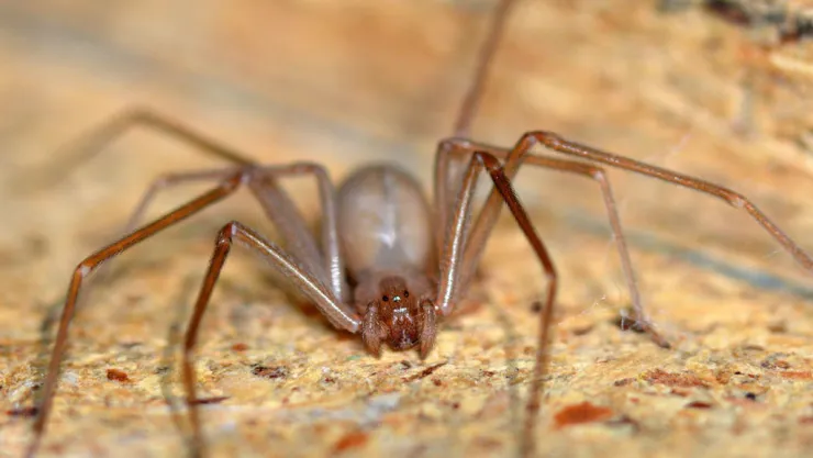 araña violinista