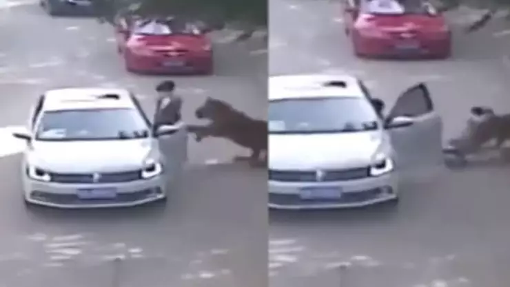 VIDEO: Mujer es atacada por un tigre al bajar de su auto