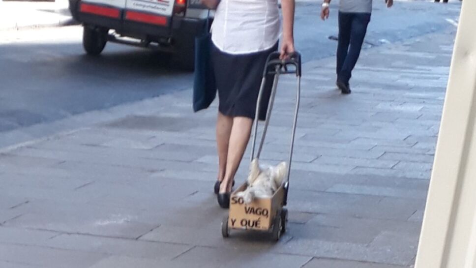 Perrito flojo es paseado en una caja.jpg