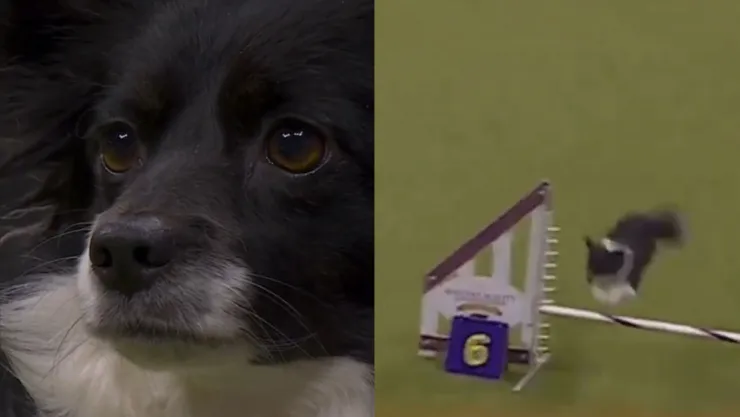 perrita mestiza gana competencia.jpg