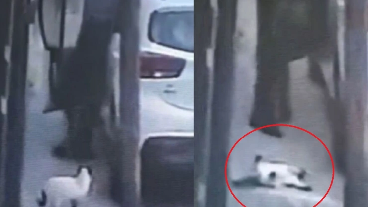 mata a gato en edomex