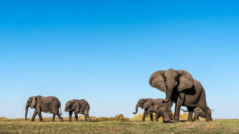 Elefantes en Zimbabue