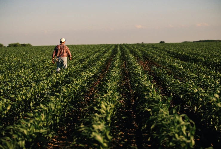 Producción para el Bienestar: Estatus de los pagos y día exacto del depósito pendiente
