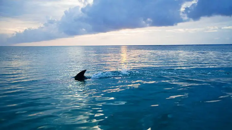 Tiburón