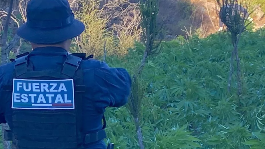Localizan plantío de mariguana en Playas de Rosarito