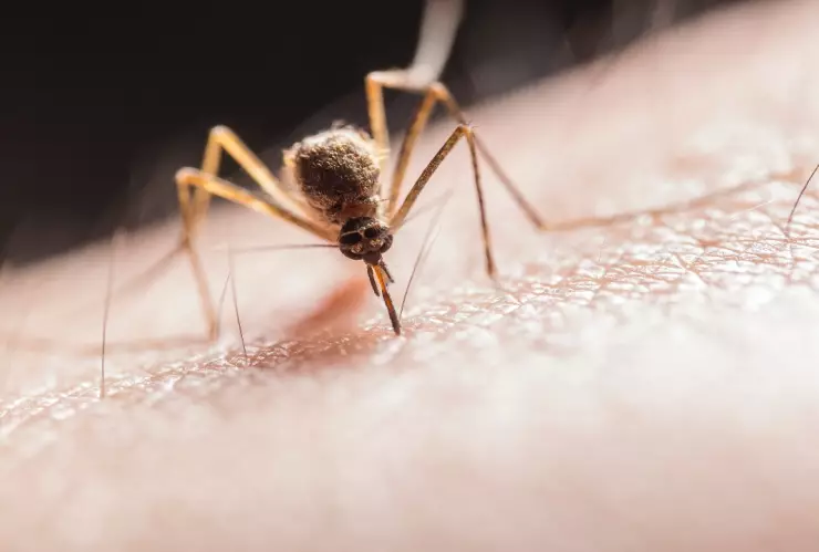 Cómo-quitar-la-comezón-de-los-piquetes-de-mosquito-Conoce-el-truco-con-bicarbonato
