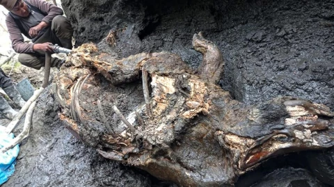 Científicos hallan restos de rinoceronte lanudo de hace más de 12 mil años en Siberia
