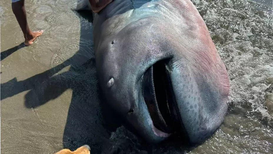 ¡Impresionante! Hallan tiburón raro vivo, varado en playa; pobladores lo filetearon
