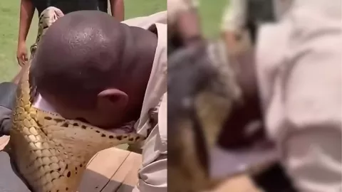 VIDEO | Hombre es mordido en la cabeza por una enorme serpiente