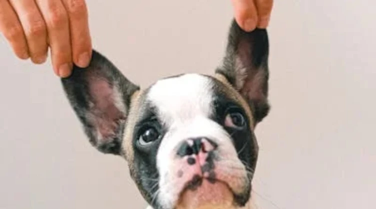 RUAC_ ¿Qué pasa si mi perro o gato no tiene la CURP para mascotas?