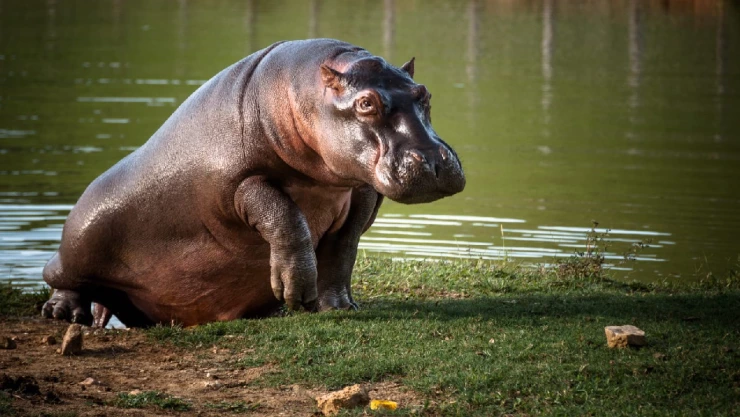 Colombia autoriza eutanasia de 80 hipopótamos de Pablo Escobar