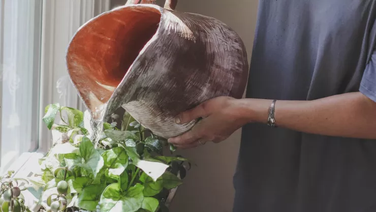 cómo regar las plantas.jpg