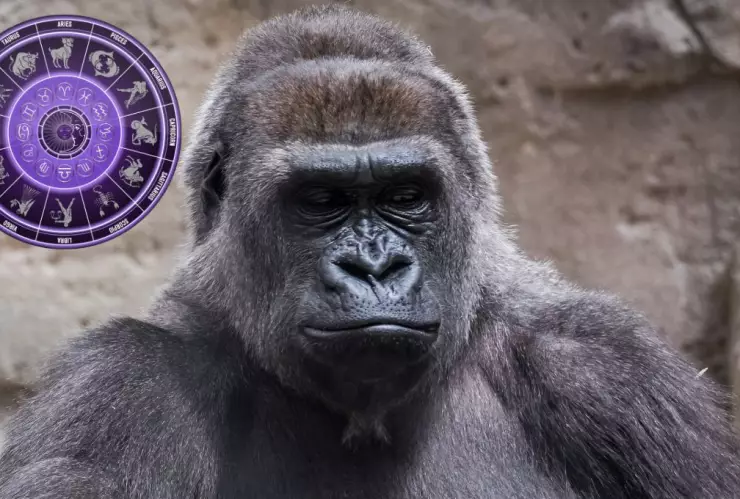 Conoce el espíritu animal de tu signo del zodiaco