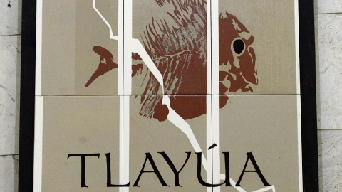 Museo Universitario exhibe fósiles de hace 100 millones de años