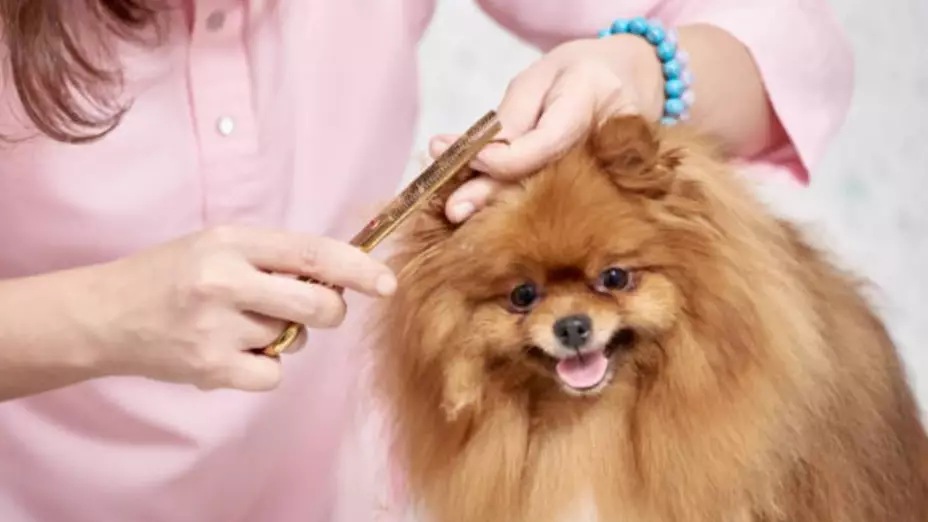 Este es el MEJOR empleado de estética canina que se ha ganado el corazón de las redes