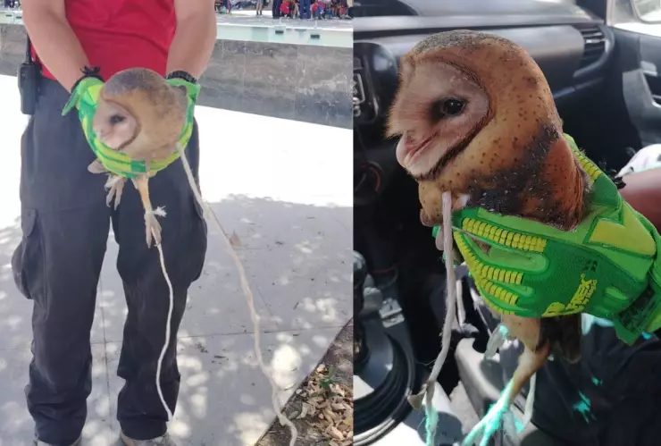 Atan lechuza a un árbol por creer que “era una Bruja”; así fue su rescate