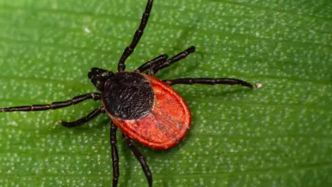 Las garrapatas pueden transmitir el virus