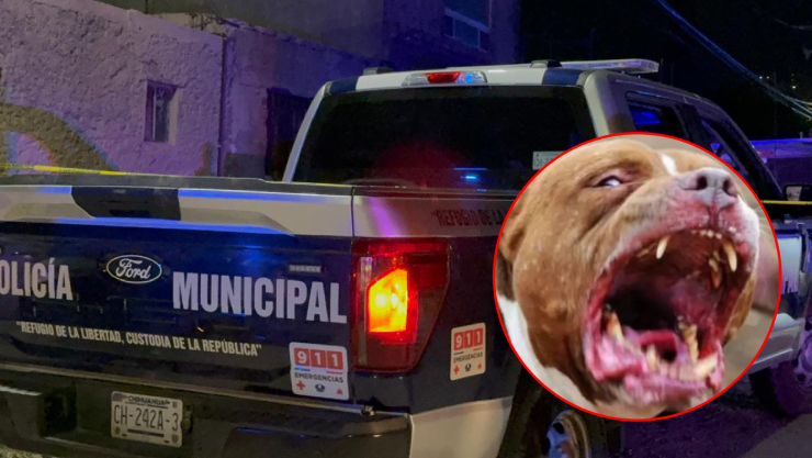 ataque pitbull Chihuahua.jpg