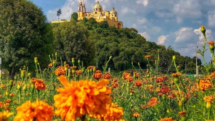 Campos de cempasúchil para tomarse fotos 