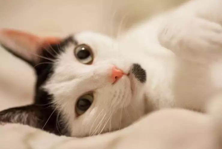 Los gatos son considerados mascotas muy independientes 